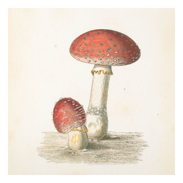 quadro de vidro French mushrooms II
