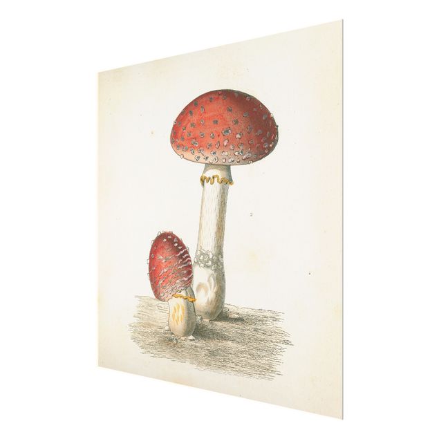 Quadros em vidro French mushrooms II