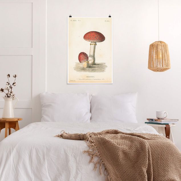 poster retro French mushrooms II