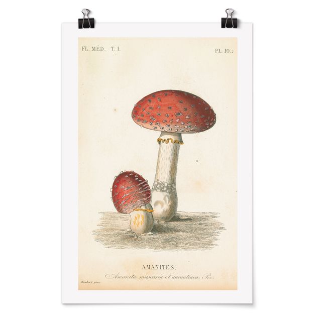 Quadros vintage French mushrooms II