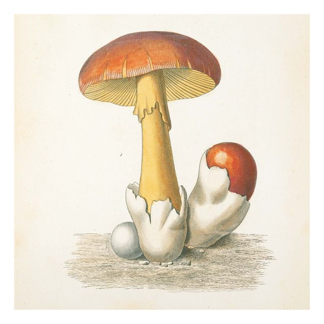quadro em vidro French Mushrooms