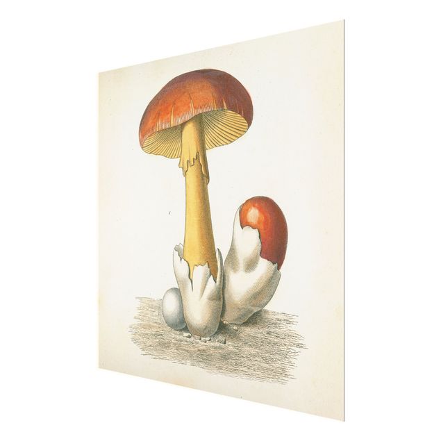 Quadros em vidro French Mushrooms