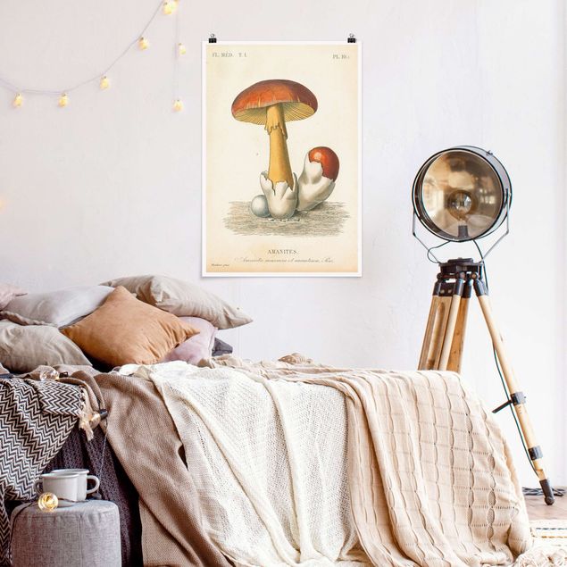 poster retro French Mushrooms