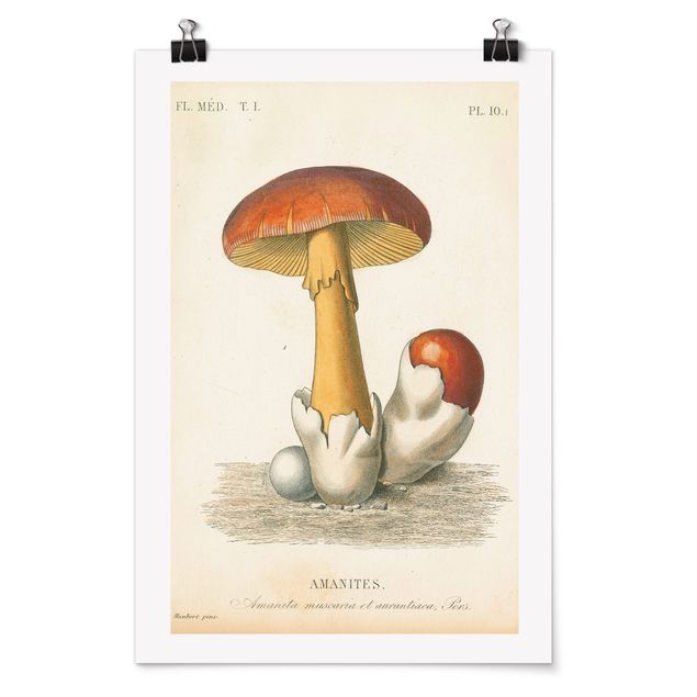 Quadros vintage French Mushrooms