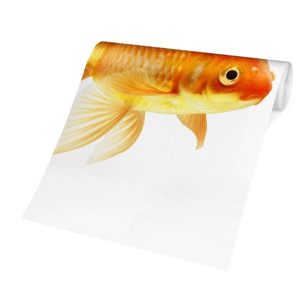 papel de parede em branco Ms Goldfish