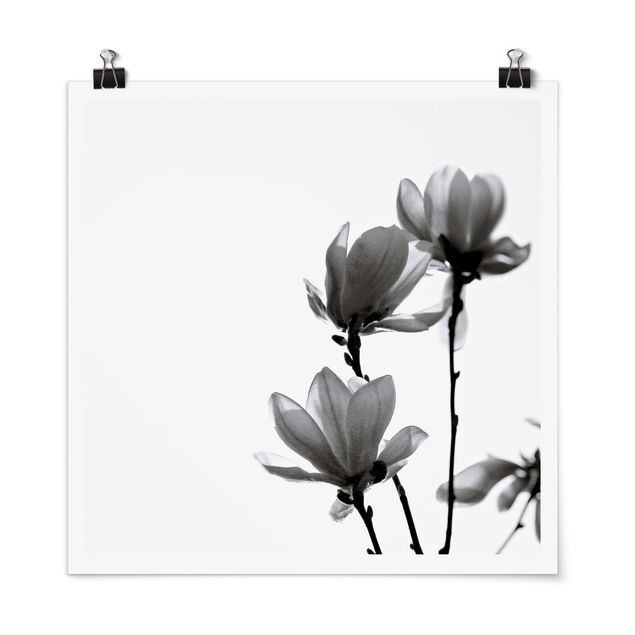 Quadros florais Herald Of Spring Magnolia Black And White