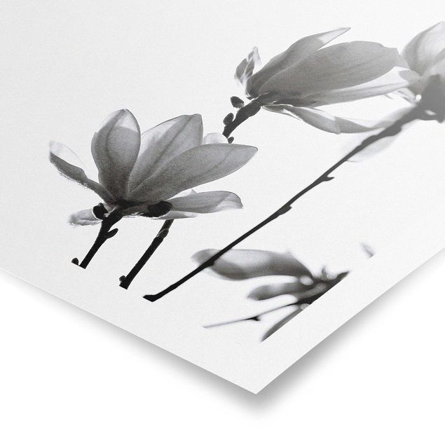 quadros preto e branco para decoração Herald Of Spring Magnolia Black And White