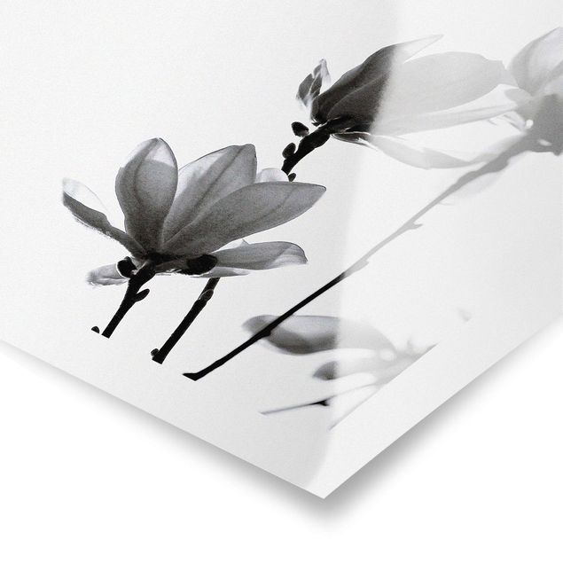 decoração quadros Herald Of Spring Magnolia Black And White