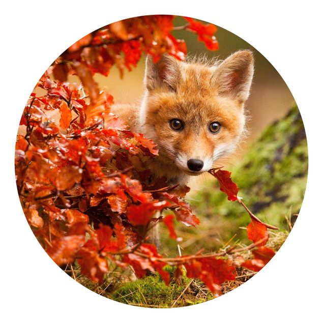Papel de parede paisagens Fox In Autumn