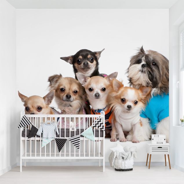 Decoração para quarto infantil Five Chihuahuas And A Shi