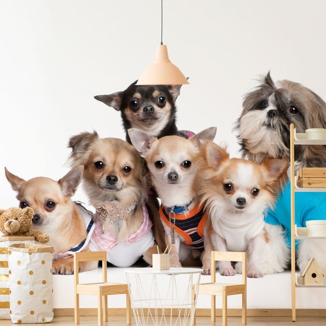 Papel de parede cães Five Chihuahuas And A Shi