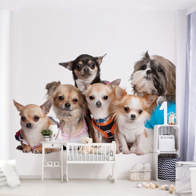 papel de parede moderno Five Chihuahuas And A Shi