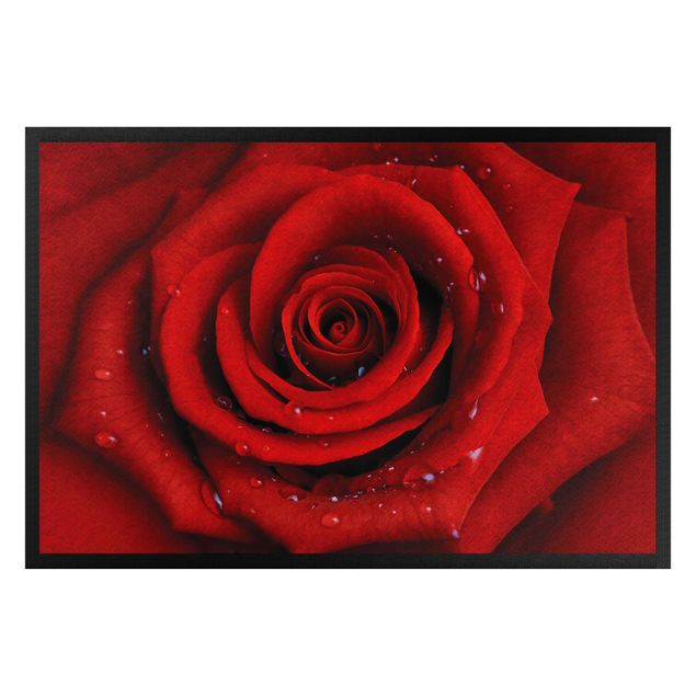 tapete para sala moderno Red Rose With Water Drops