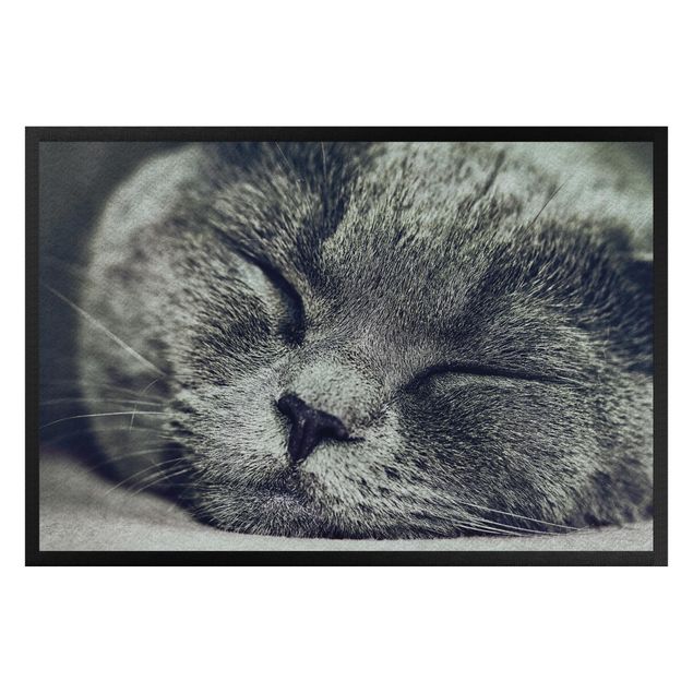 tapete entrada engraçadocapacho personalizado Sleeping Cat