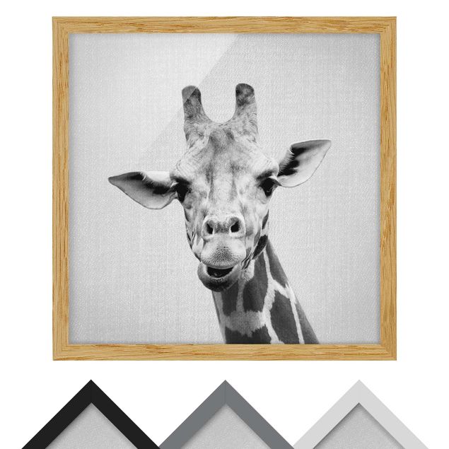 quadros em preto e branco Giraffe Gundel Black And White
