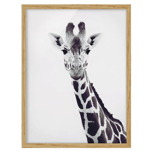 Quadros com moldura animais Giraffe Portrait In Black And White