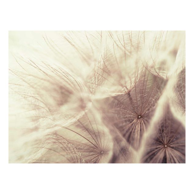 quadros de flores Detailed Dandelion Macro Shot With Vintage Blur Effect