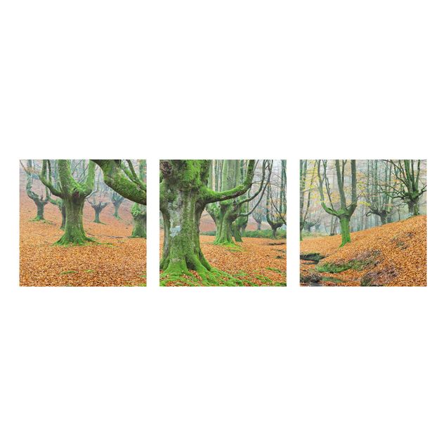 Quadros em vidro paisagens Beech Forest In The Gorbea Natural Park In Spain