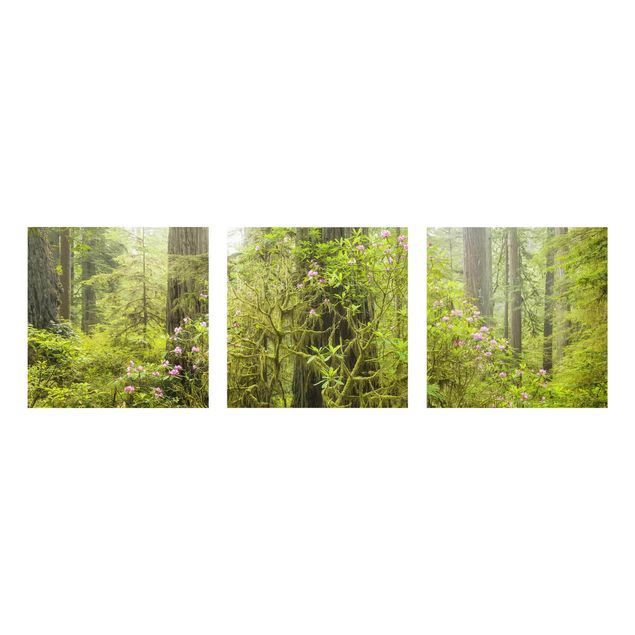 Quadros em vidro paisagens Del Norte Coast Redwoods State Park California
