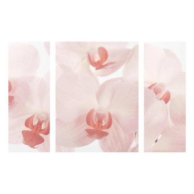 Quadros em vidro flores Bright Orchid Flower Wallpaper - Svelte Orchids