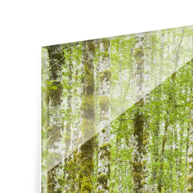 quadros decorativos para sala modernos Hoh Rainforest Olympic National Park