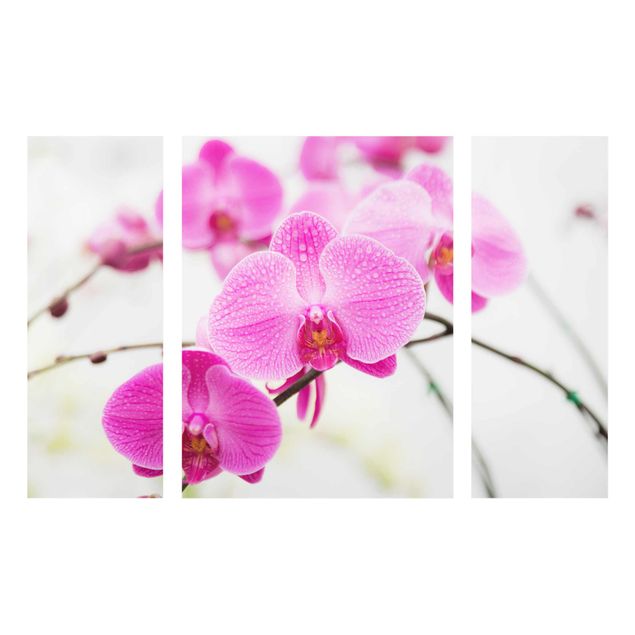 Quadros em vidro flores Close-Up Orchid