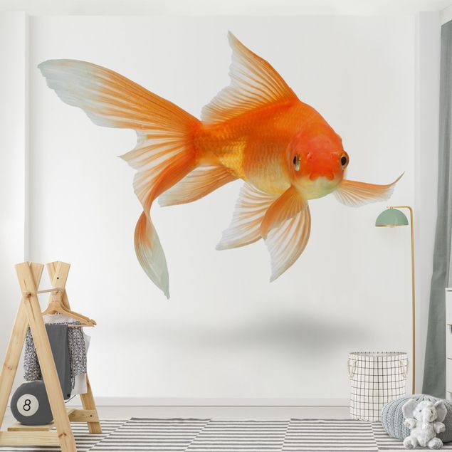 papel de parede com peixe Goldfish Is Watching You