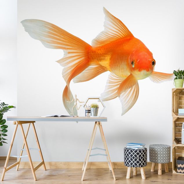 papéis de parede de animais Goldfish Is Watching You