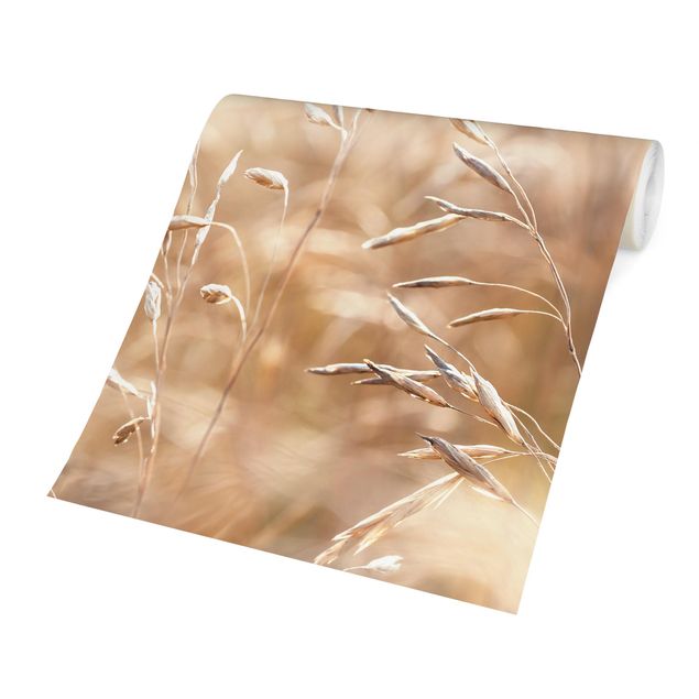 papel parede bege Grasses In The Sun