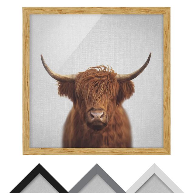 quadros para parede Highland Cow Harry