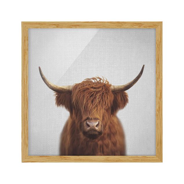 quadros decorativos para sala modernos Highland Cow Harry