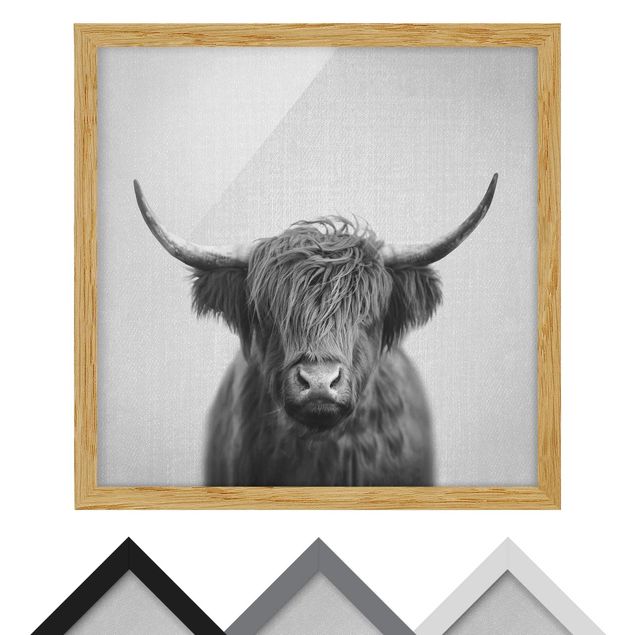Quadros decorativos Highland Cow Harry Black And White