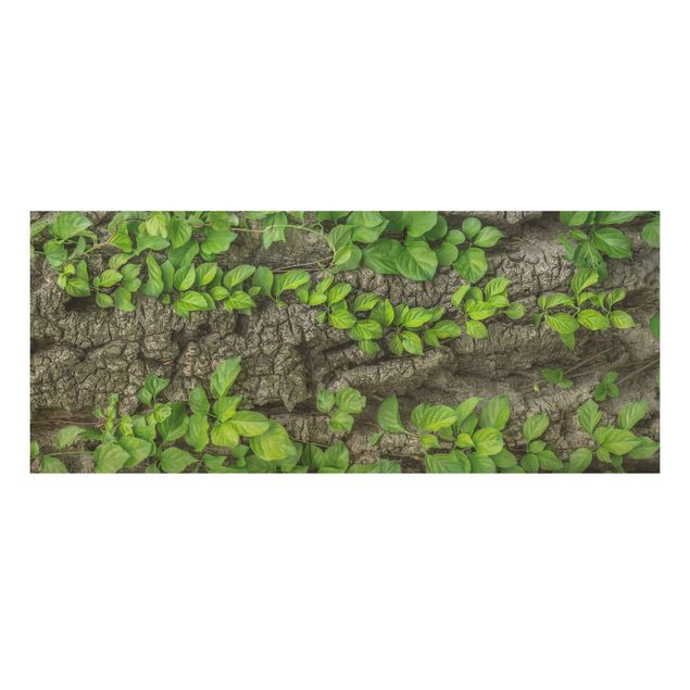 Quadros em madeira flores Ivy Tendrils Tree Bark