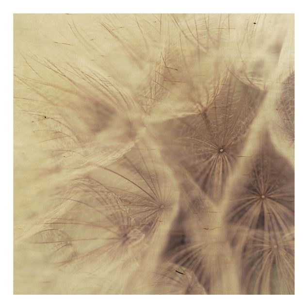Quadros em madeira flores Detailed Dandelion Macro Shot With Vintage Blur Effect