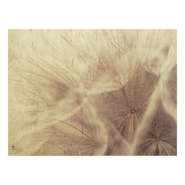 Quadros em madeira flores Detailed Dandelion Macro Shot With Vintage Blur Effect