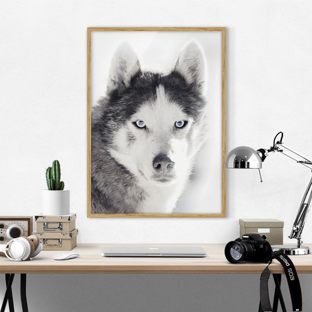 Quadros cães Husky Portrait