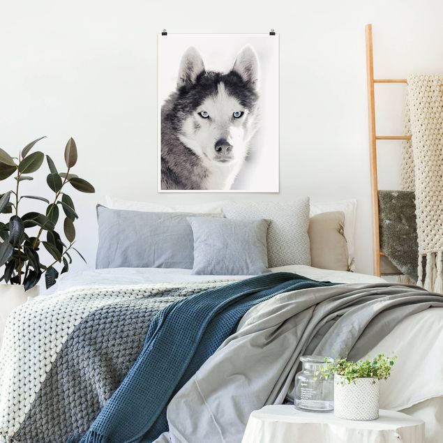 Posters animais Husky Portrait