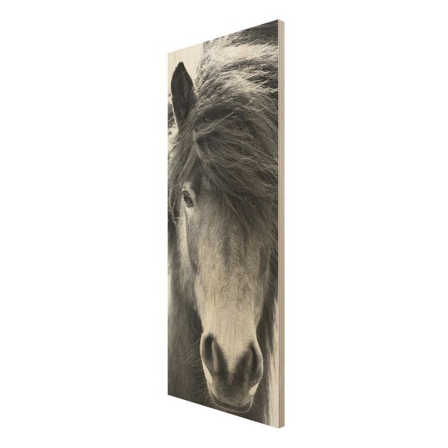 quadro de madeira para parede Icelandic Horse In Black And White