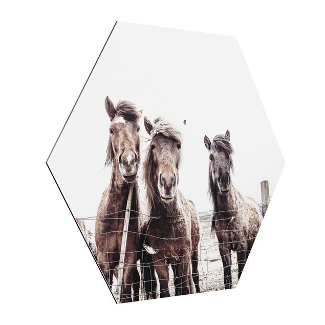 quadro animal Icelandic Horse