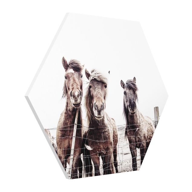 quadro animal Icelandic Horse