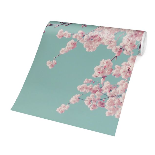 papéis de parede rosa Japanese Cherry Blossoms