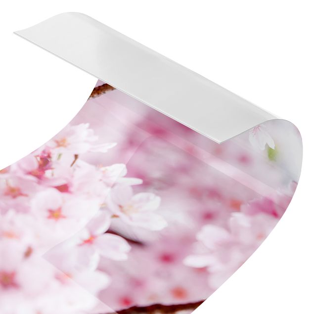 Películas autocolantes Japanese Cherry Blossoms