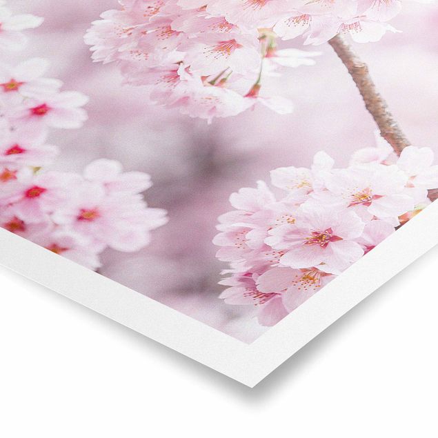 Quadros cidades Japanese Cherry Blossoms