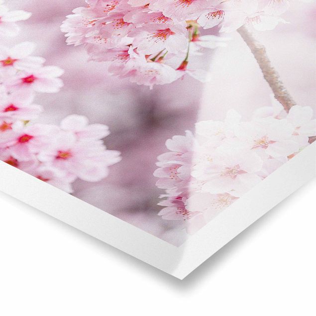 Quadros rosas Japanese Cherry Blossoms
