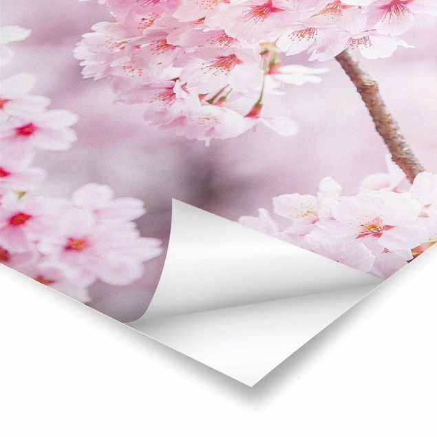 quadros para parede Japanese Cherry Blossoms