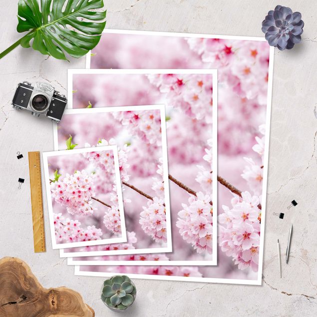 posters decorativos Japanese Cherry Blossoms