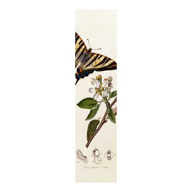 Quadros por movimento artístico John Curtis - A Scarce Swallow-Tail Butterfly
