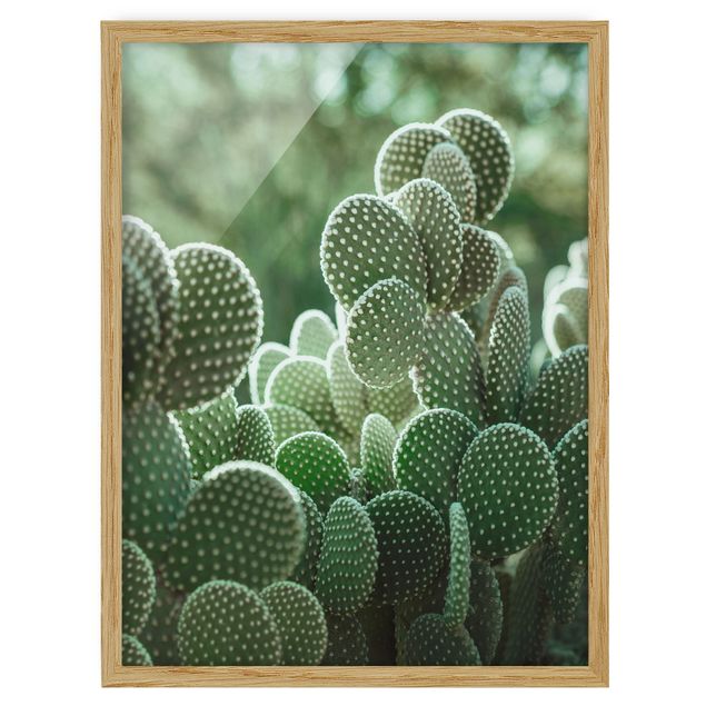quadros flores Cacti