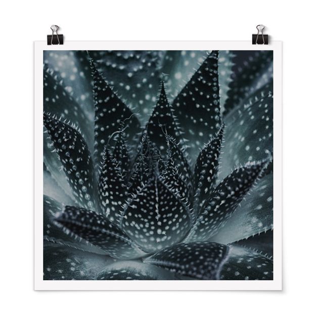 quadro com flores Cactus Drizzled With Starlight At Night