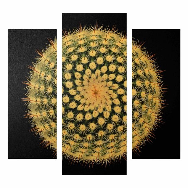 Quadros decorativos Cactus Flower